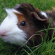 Illustration for article titled I bring you all a gift of guinea pigs!